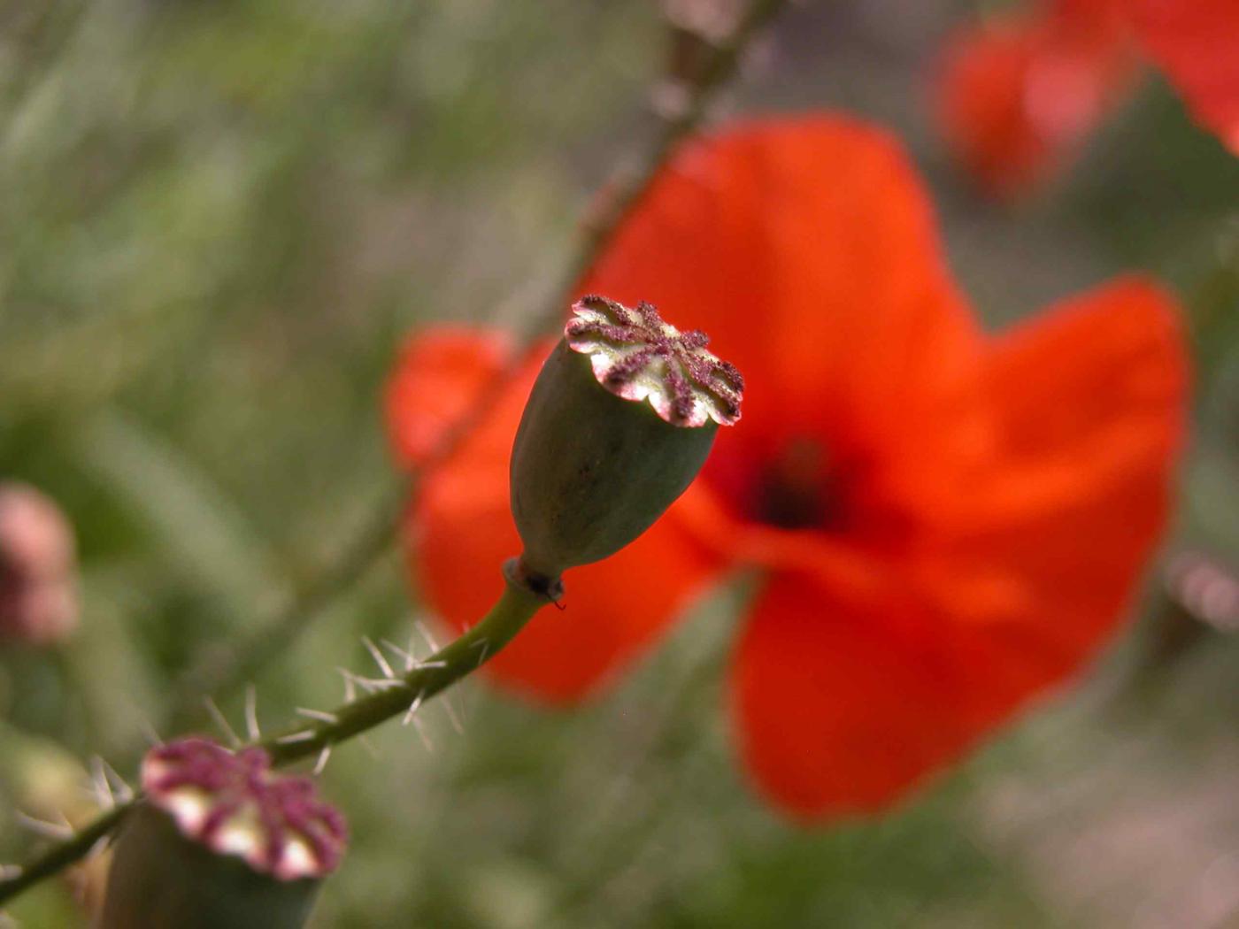 Poppy, Corn fruit